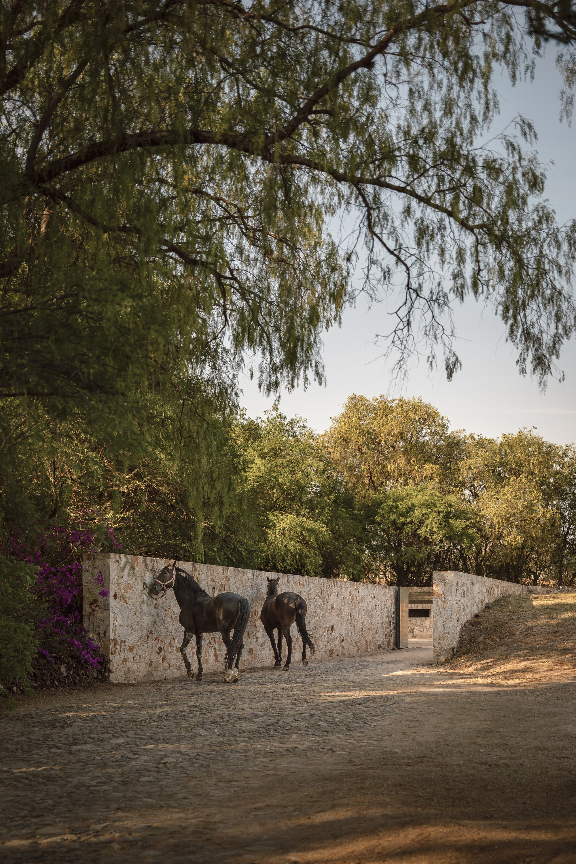 桑蒂利亚农场，宇宙（注：Cosmos常见含义为宇宙 ，但可能结合特定语境有其他更合适的表意，若这里Cosmos为特定名称，因缺乏更多信息，难保证是最精准表意） 丨墨西哥-8