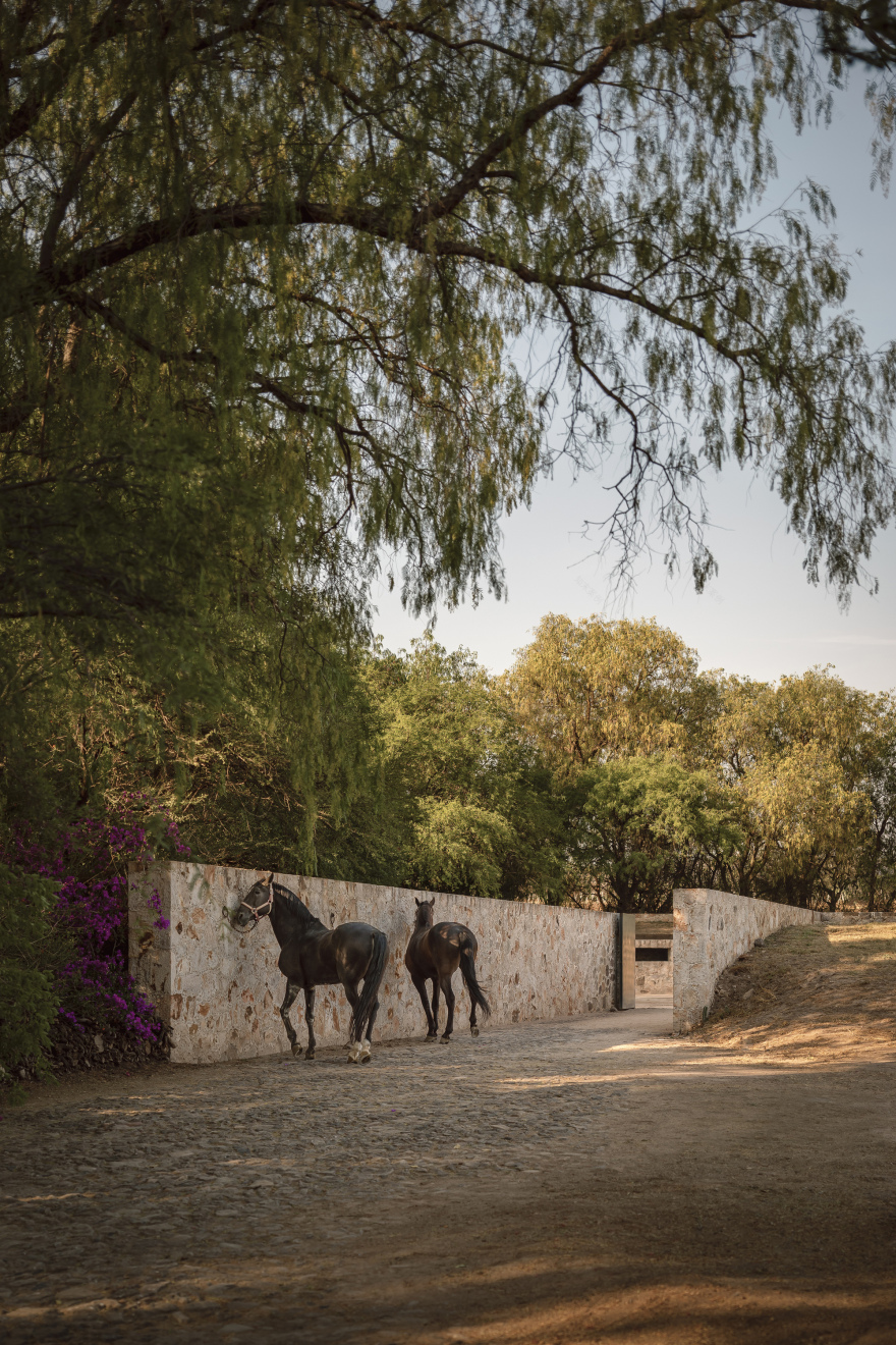 桑蒂利亚农场,宇宙(注:Cosmos常见含义为宇宙 ,但可能结合特定语境有其他更合适的表意,若这里Cosmos为特定名称,因缺乏更多信息,难保证是最精准表意) 丨墨西哥-8