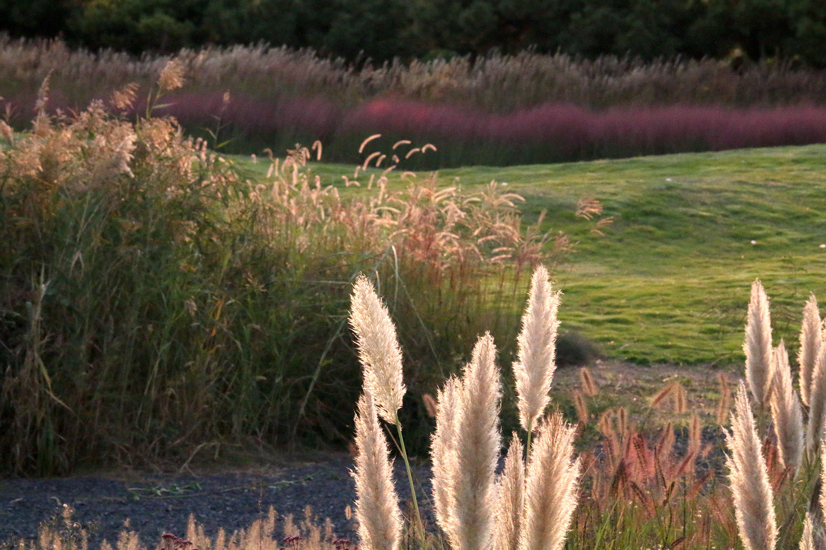 多岛海野草公园丨中国日照丨孔祥伟工作室-82