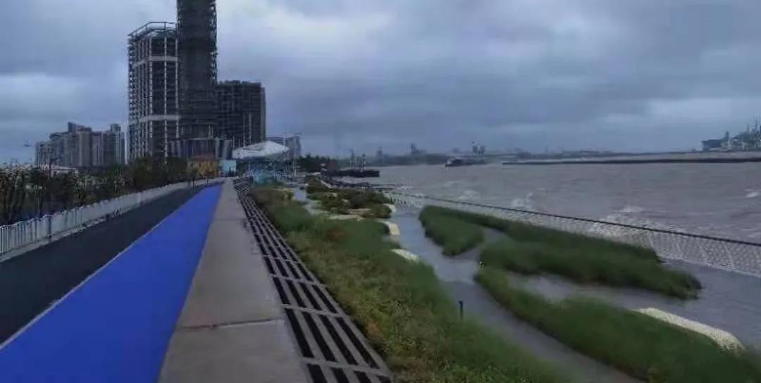 宝山滨江（一期）岸线的生态化与市民化转型-95