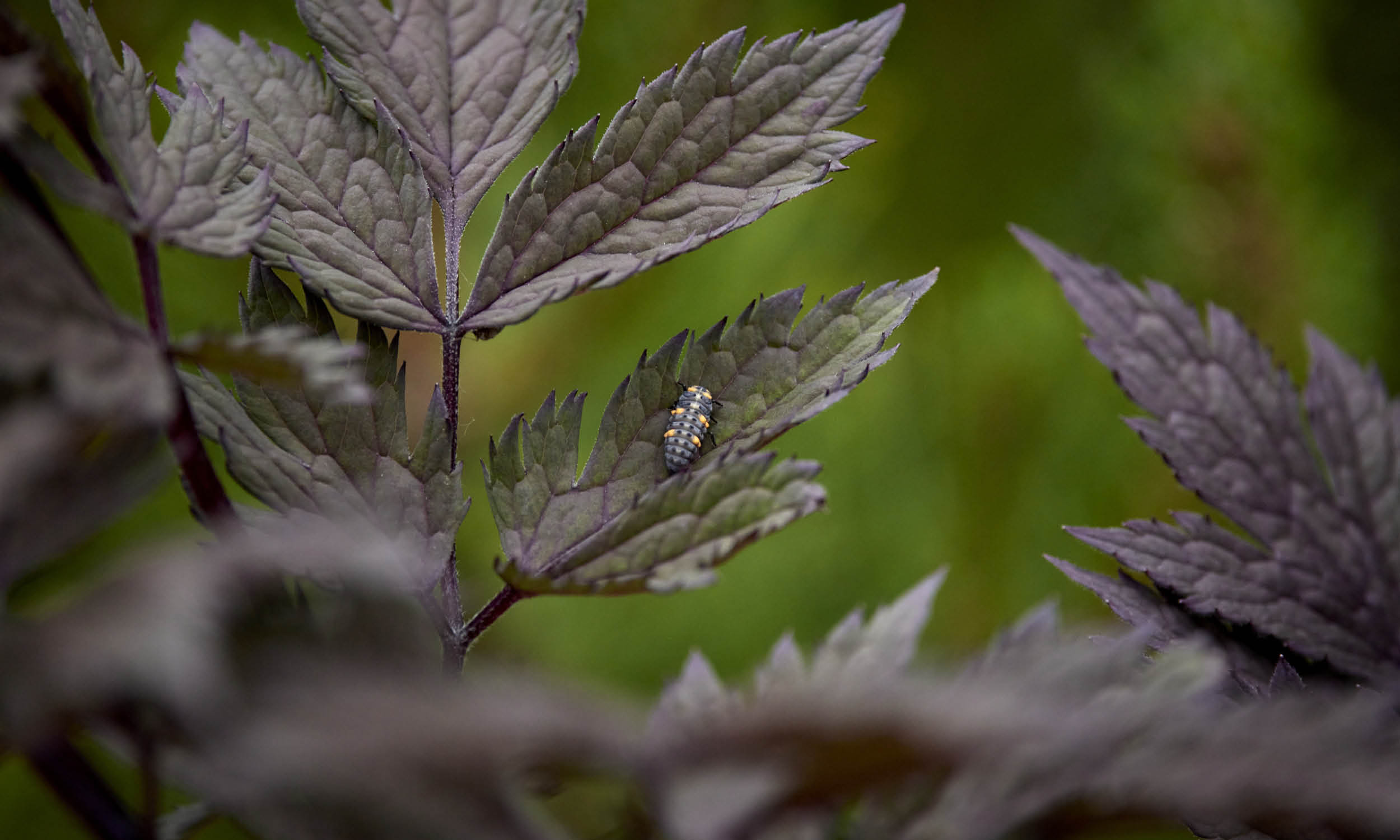 荷兰世园会  自然之境丨荷兰阿尔梅勒丨Stefano Marinaz景观公司（SMLA）-23