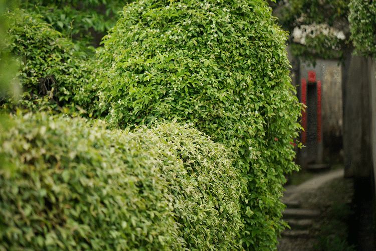 辞去工作，历时7个月，他们过上了有院子，有诗和远方的生活-29