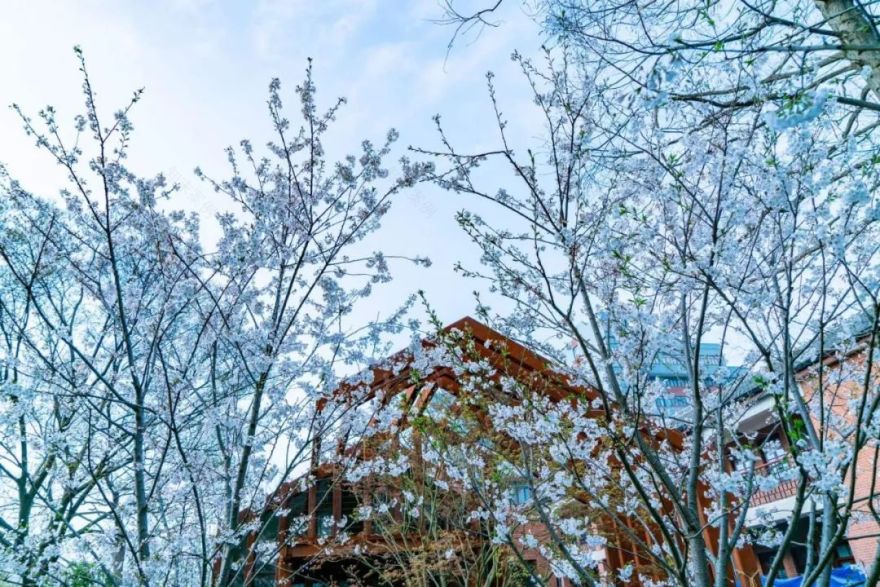 魔都五大赏樱胜地丨中国上海-27