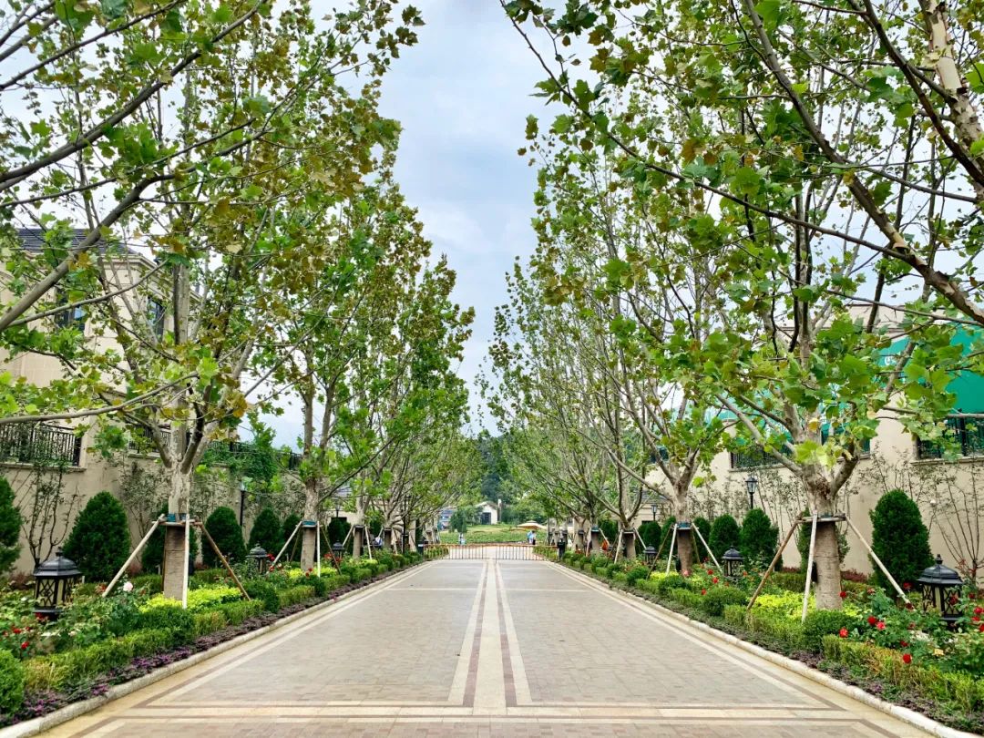 绿城玫瑰园葡萄酒小镇丨中国大连丨浙江蓝颂园林景观设计集团有限公司-22