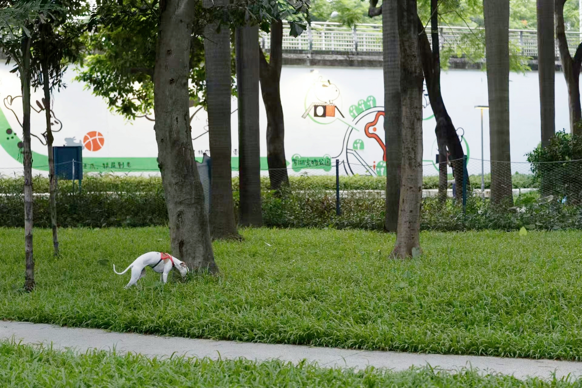 深圳市罗湖泥岗东路宠物友好口袋公园丨中国深圳丨深圳市未名设计顾问有限公司罗湖分公司（WMLA）-51