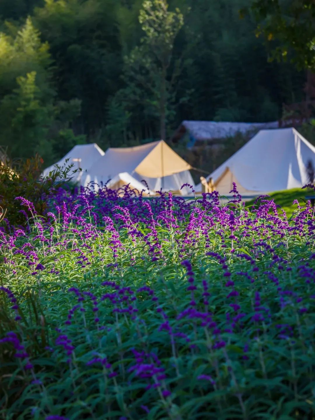 数一轮晨夕 折一朵明媚 | 安吉小杭坑营地-81