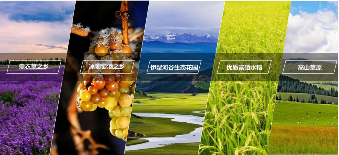 新作|绿野栖居一生之城：新疆可克达拉天鹅湖康养综合体项目-8