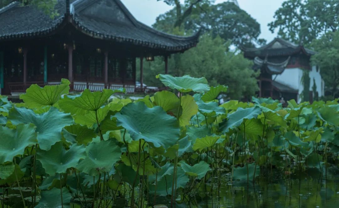 拙政园-18
