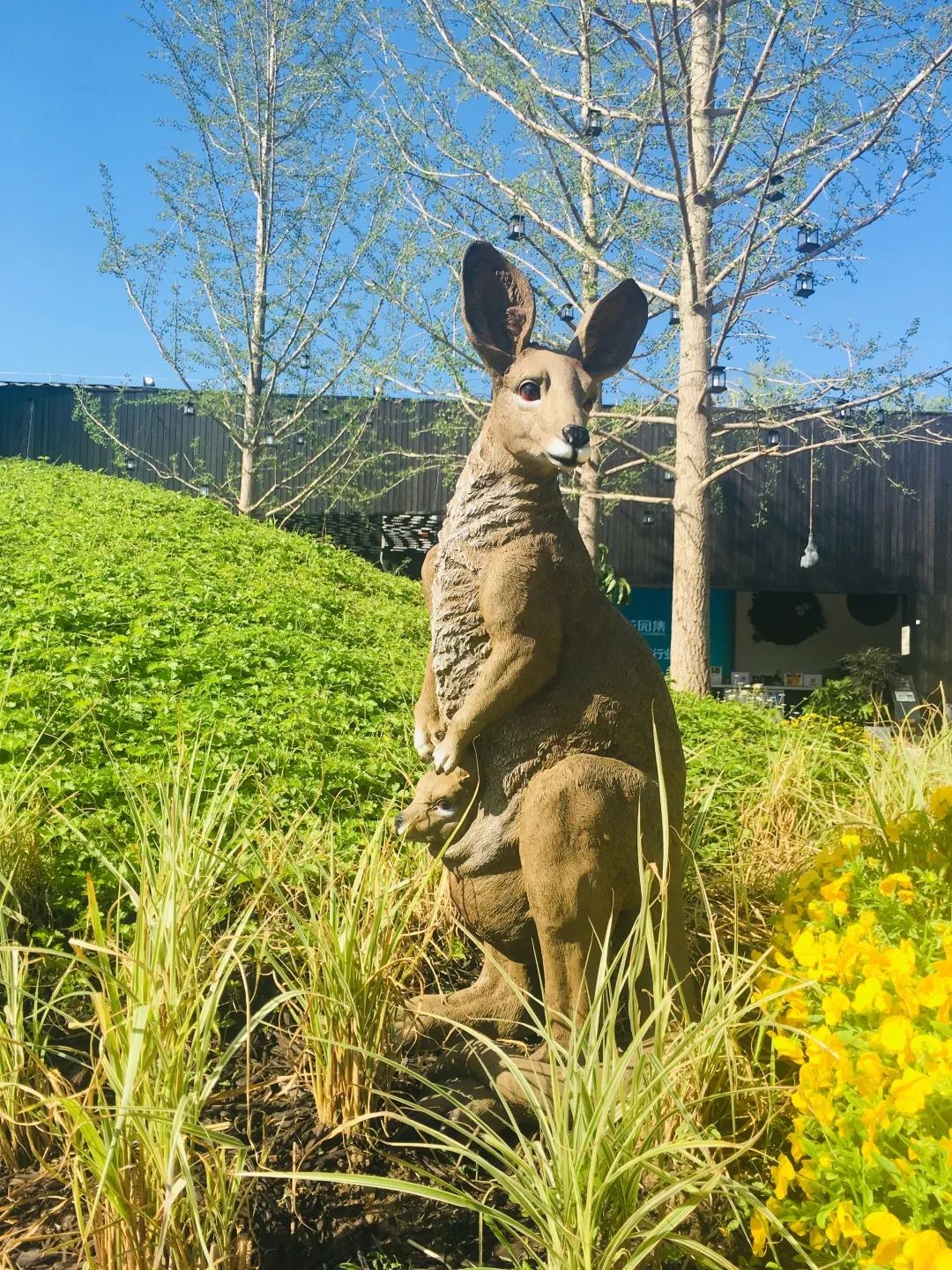 世园会澳大利亚园丨中国北京-88