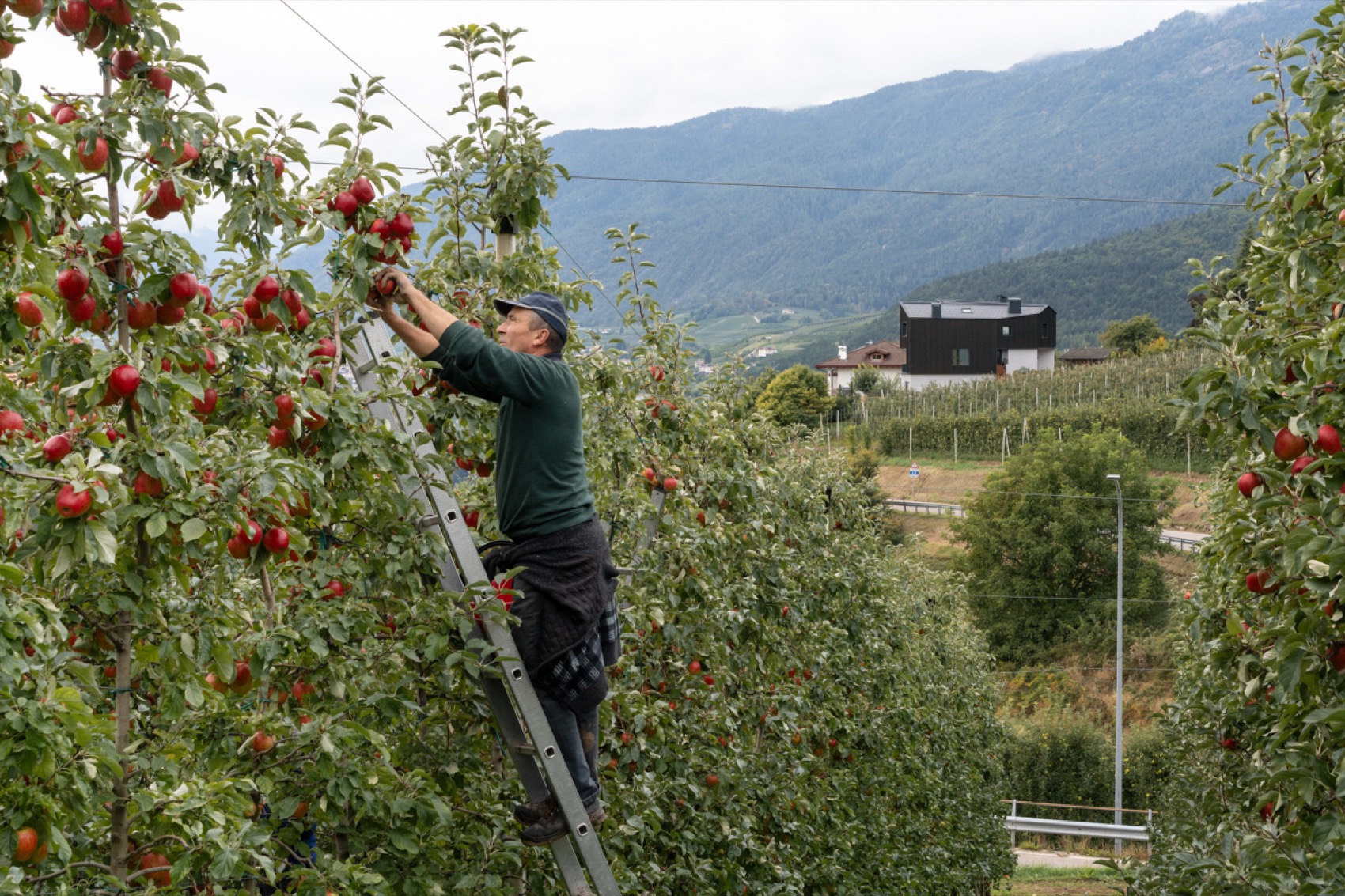 故乡之家丨意大利特伦托-192