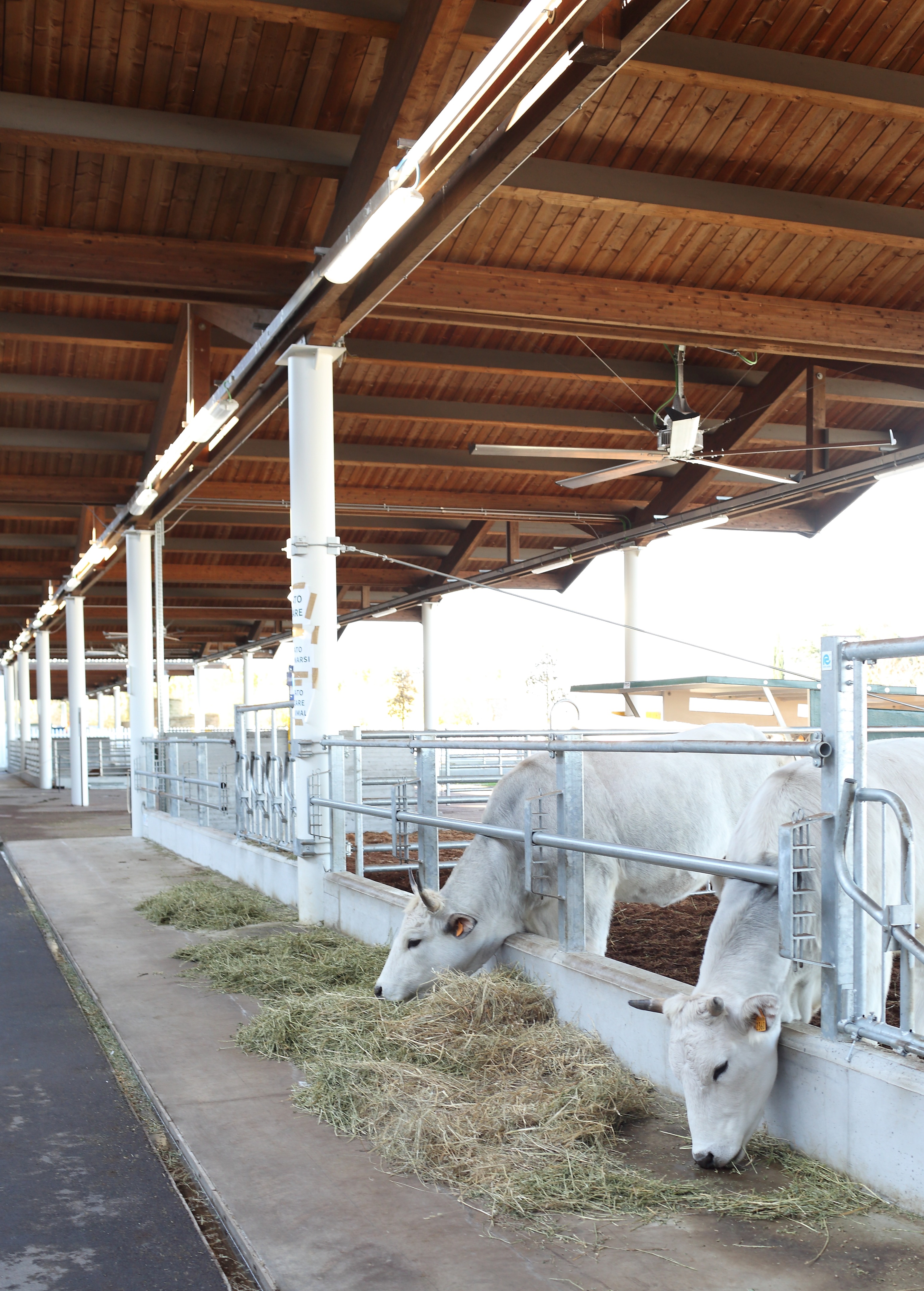 菲科·意塔利世界-26