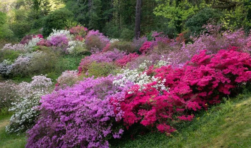 探索美国最大的住宅——比特摩尔庄园-51