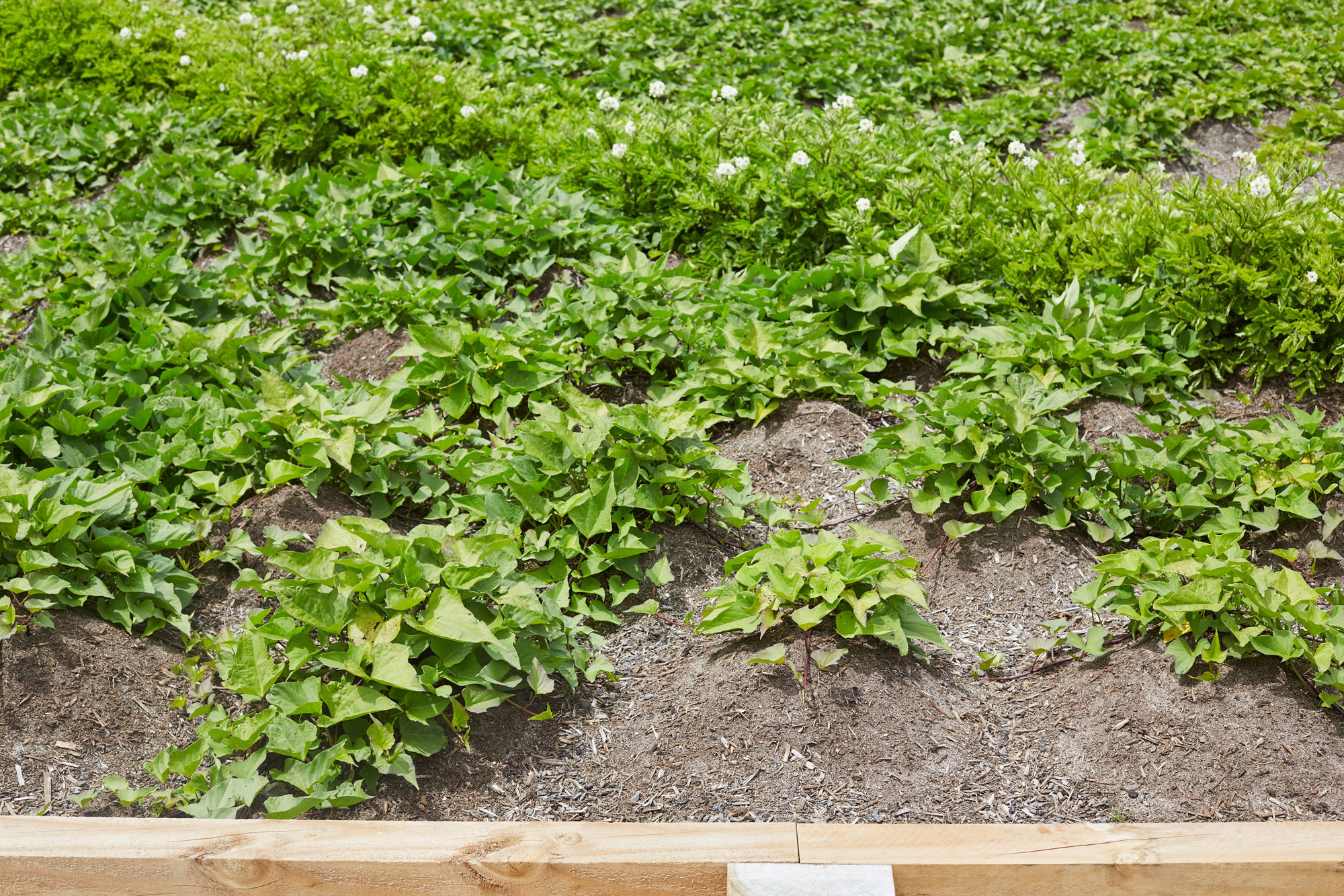 丨新西兰奥克兰丨Xanthe White,James Walkinshaw-7