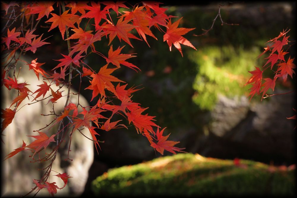 京都御所（京都皇宫）丨日本京都-38