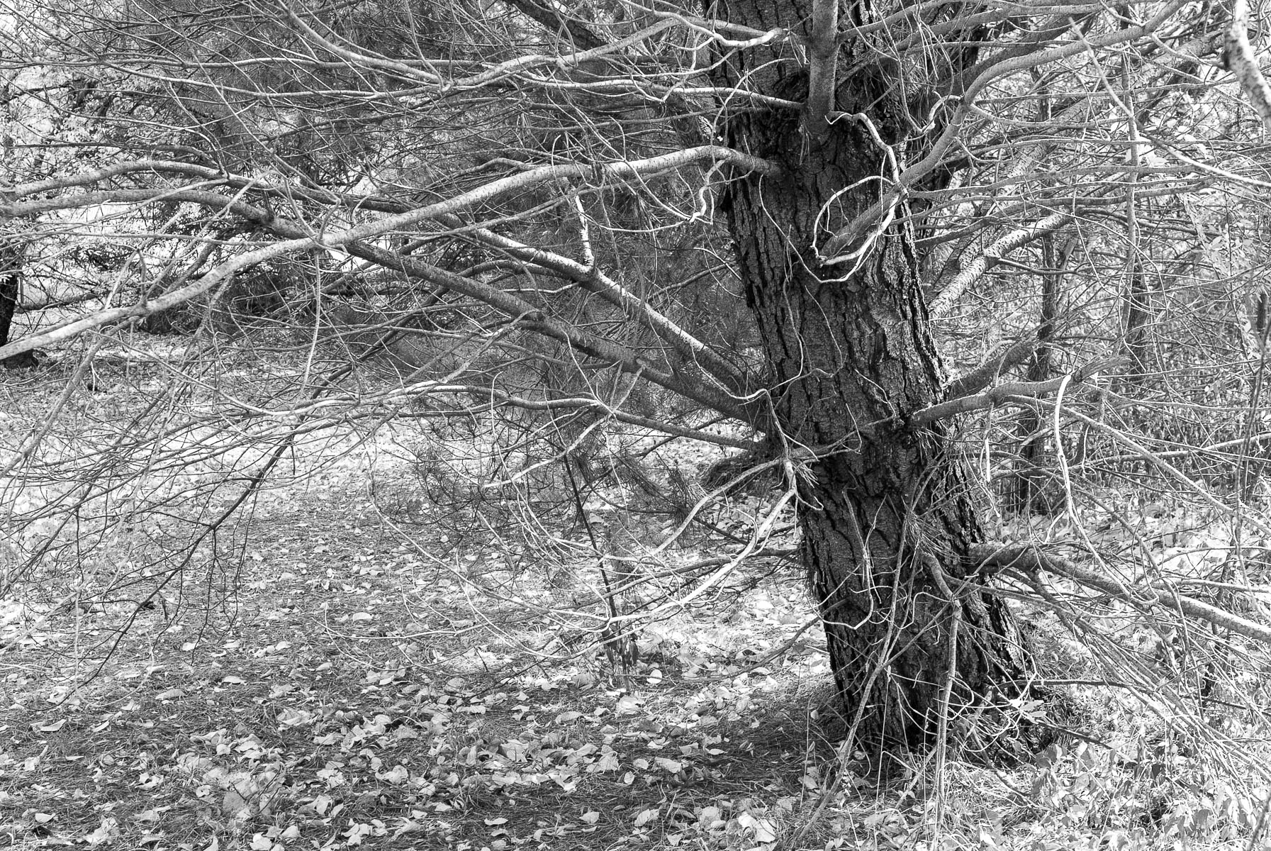 Autumn Monochromes in Anaiwan and Kamilaroi Country-3