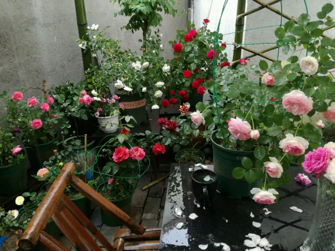 大叔也爱养花，3天造出个小花园，一分钱没花！-29