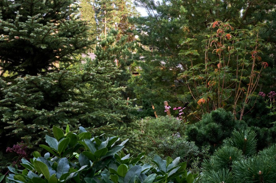 茉莉藓丨俄罗斯丨«ХВОЯ ландшафтное строительство»-6