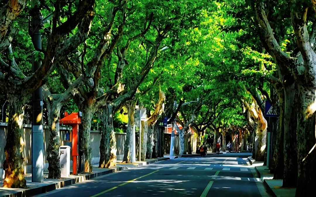 招商·康定壹拾玖|老静安印记梧桐下永恒-3