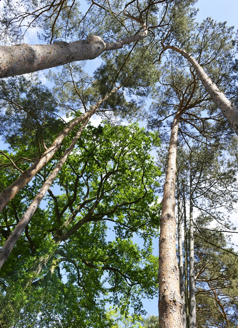 Le jardin des rochers（岩石花园）丨法国-6