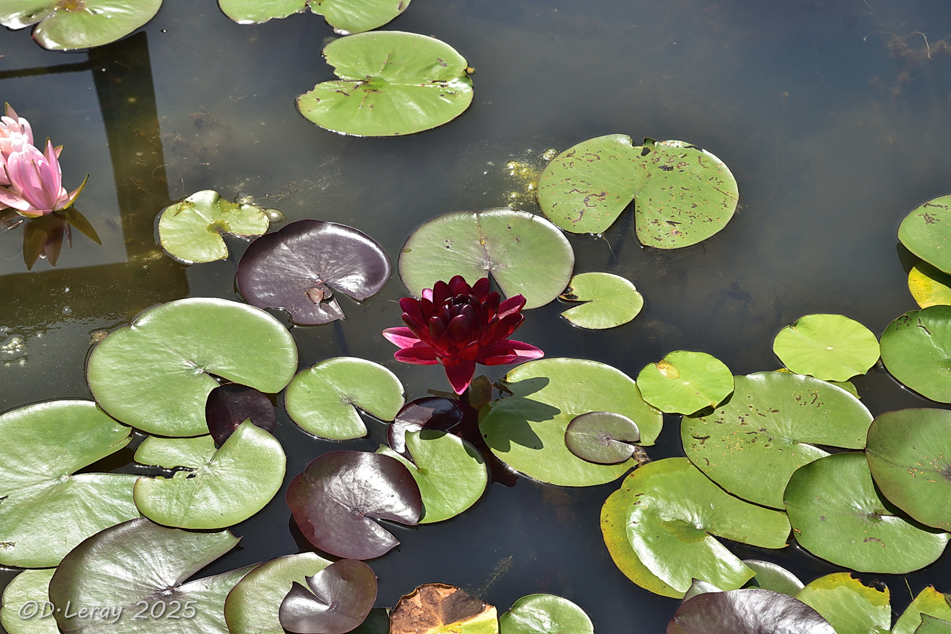 Jardins d'eau Carsac Aillac (24)-2