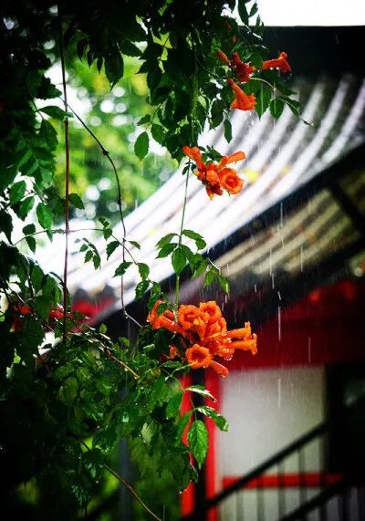 紫葳科瑰宝，凌霄花的魅力与应用-10