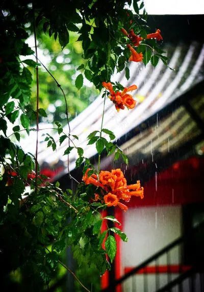 紫葳科瑰宝,凌霄花的魅力与应用-10