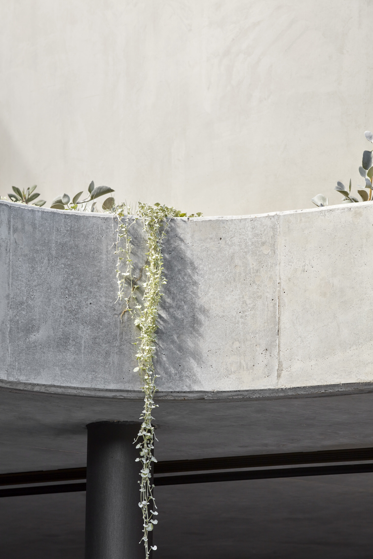 混凝土与绿意的和谐共舞 · Grove House丨澳大利亚悉尼丨Clayton Orszaczky-45