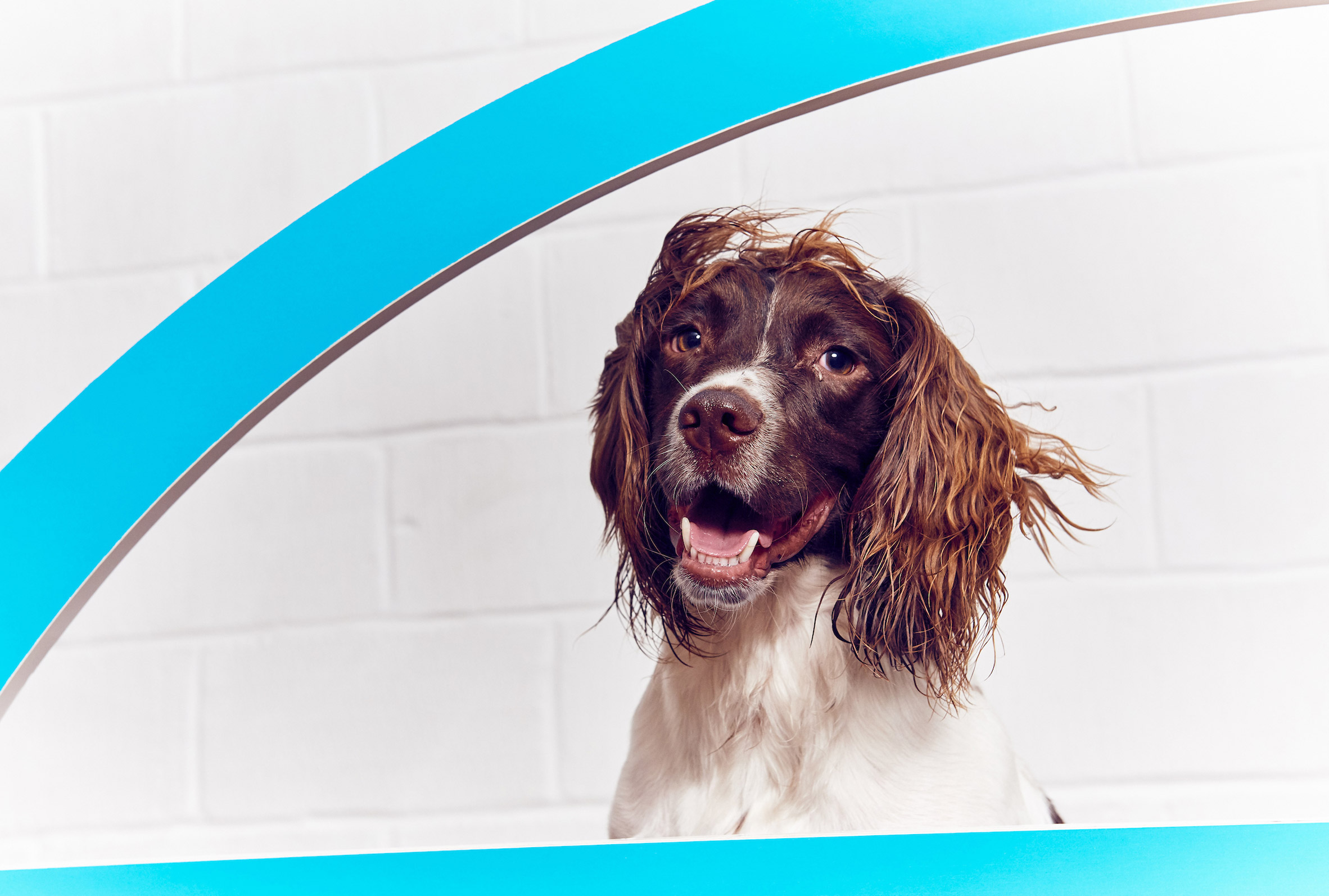 创意狗狗艺术展 | 伦敦南部“更多”画廊展出-27