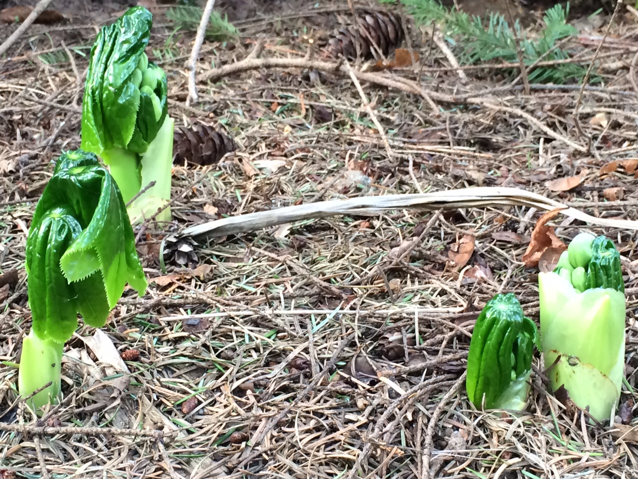 华盛顿公园喜马拉雅云林花园丨美国华盛顿-23