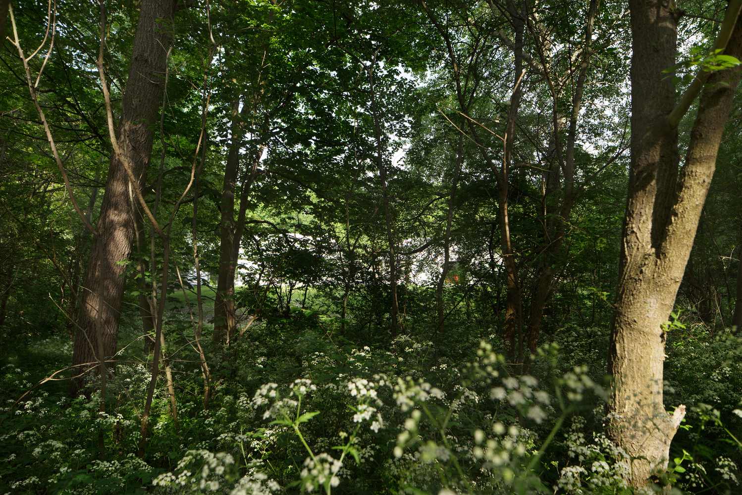 森林中的房屋-36