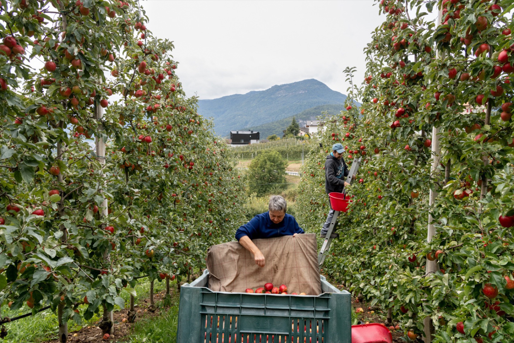 故乡之家丨意大利特伦托-9