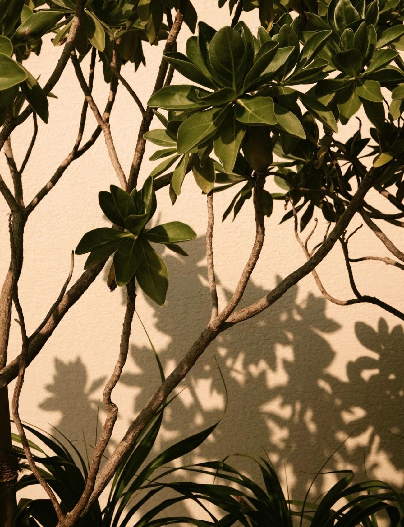 冲绳岛瑰丽酒店丨日本冲绳丨荷兰Studio Piet Boon事务所-13