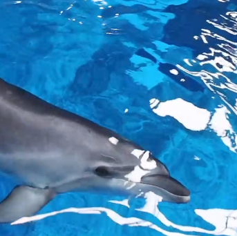 紫人家属抚仙湖海豚湾亲子游丨中国云南丨紫苹果装饰集团昆明分公司-15