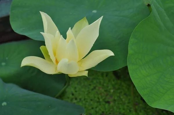 色彩斑斓的中国黄——室内设计中的黄色美学-68