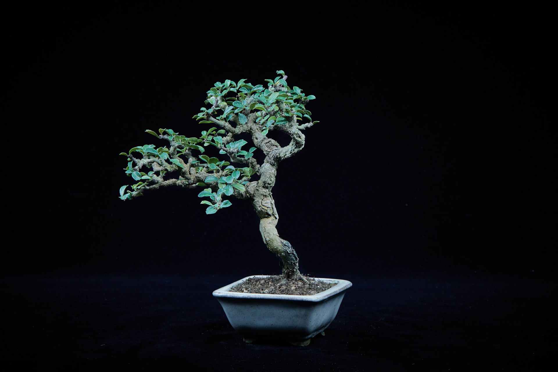 20~25公分小品盆栽-11