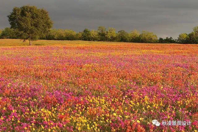 园林文化——寓意解析 | 四君子、花王与雪中四友-100