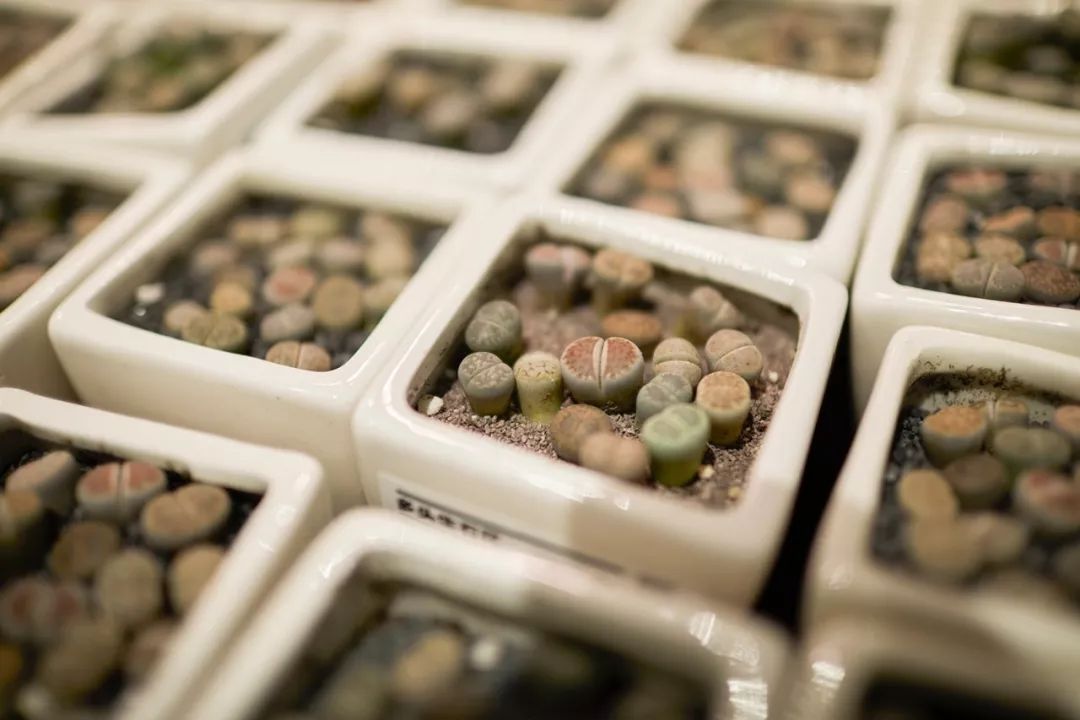 鹿岛生活 | 感官之旅的空间设计-61