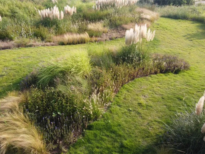 日照多岛海野草公园营造丨中国日照-2