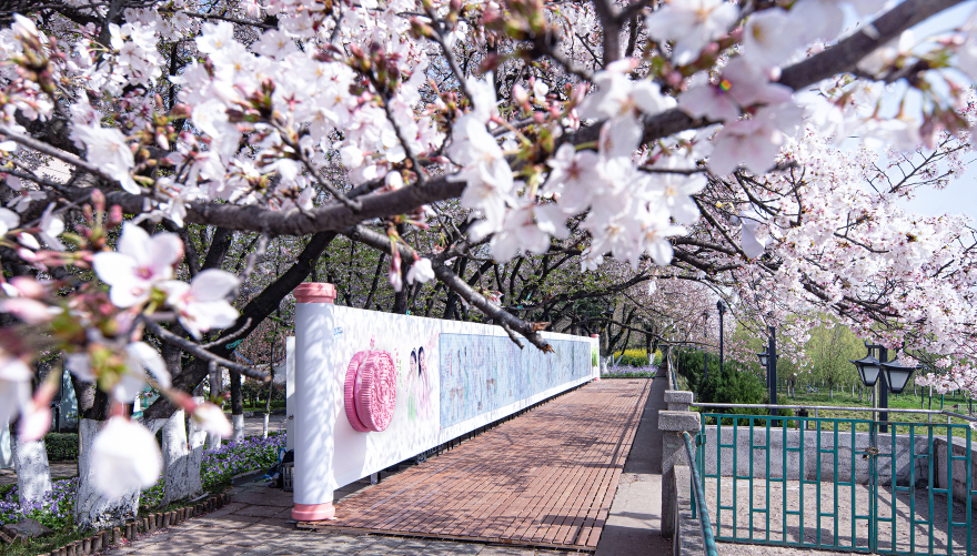 春日闺蜜的樱花古风之旅 · 奥利奥晴川阁艺术展丨中国武汉丨天与空,不是美术馆-11
