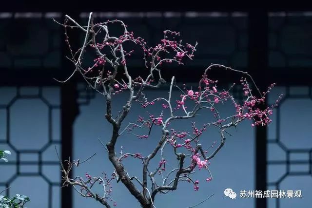 春意苏州裕成园林 | 中式设计的绝美呈现-5