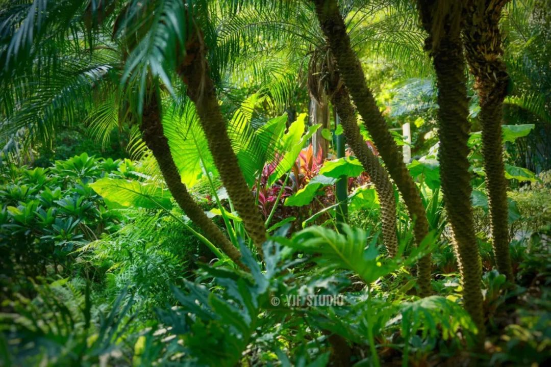 广州云萝植物园丨中国广州丨广州普邦园林股份有限公司-19