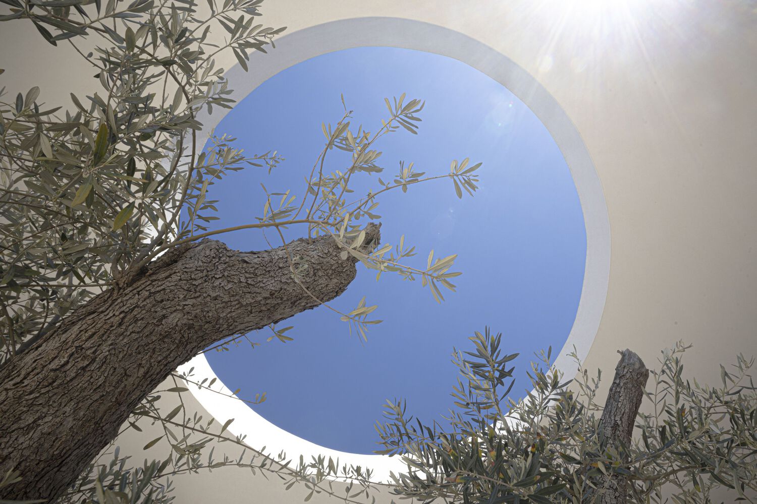 House of Olives by ARHINGinženjering-22