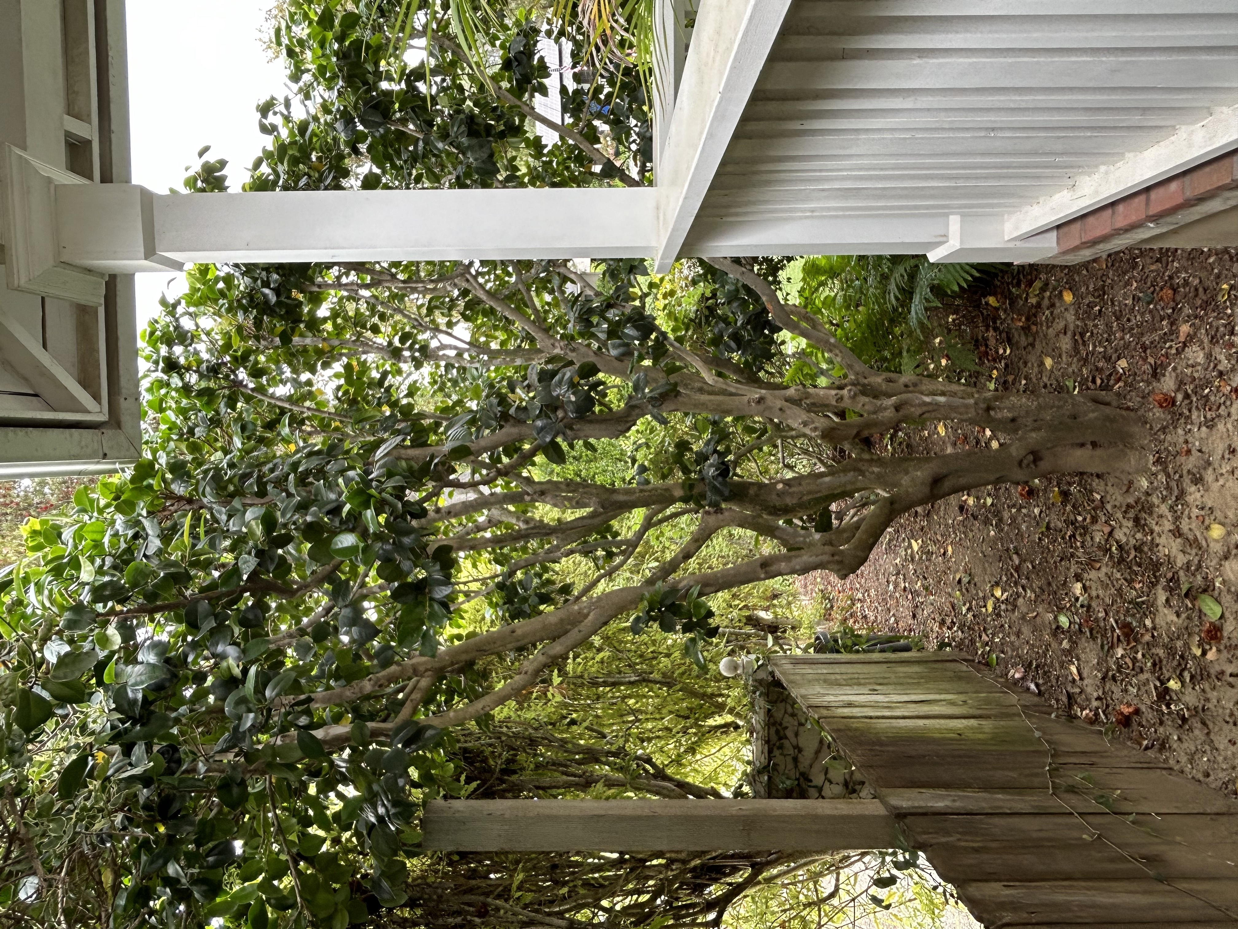 门廊山茶花修剪项目-6