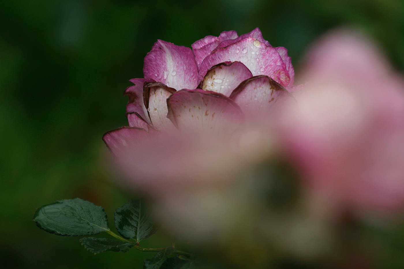 花 flower，蝶 butterfly-0