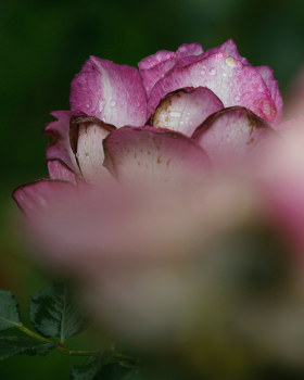 花 flower，蝶 butterfly