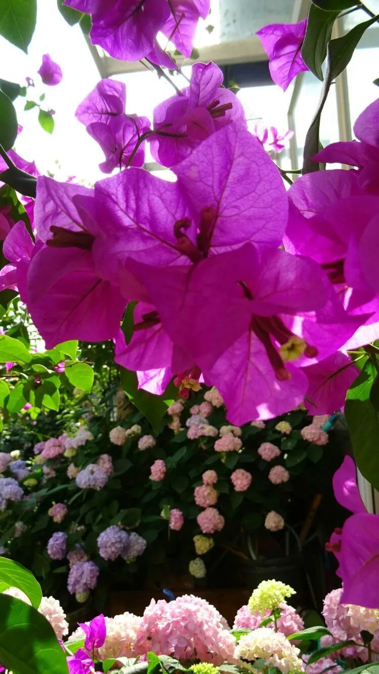 拥有一个这样的小院,人生足矣!-17