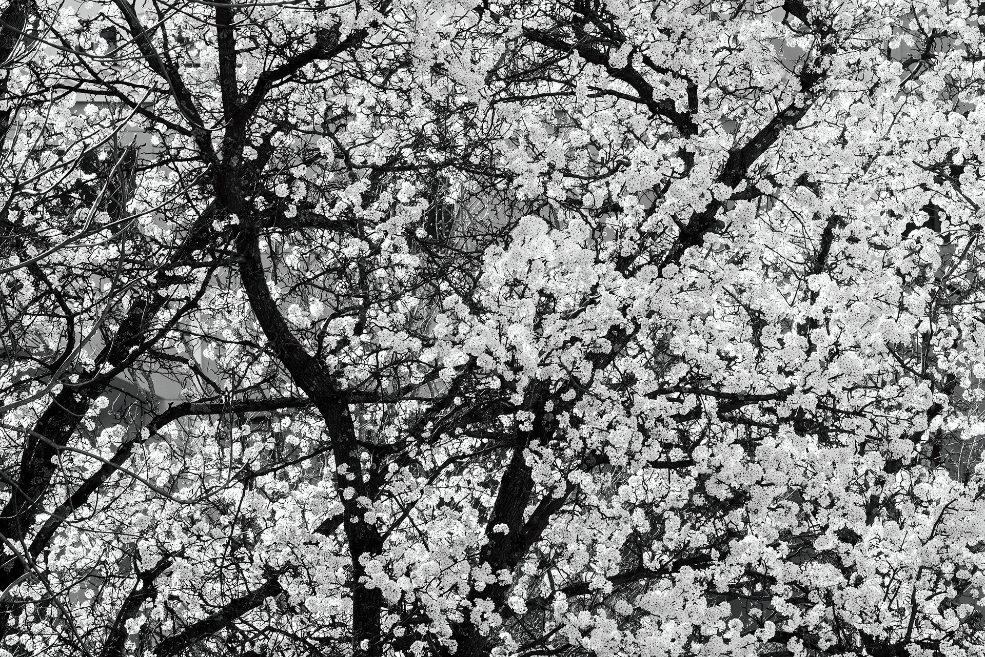 Knoxville, TN (USA).-95