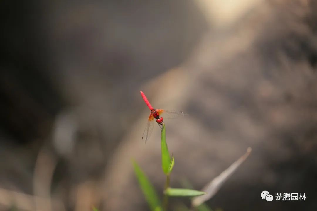 天湖寻踪 | 自然生态的探索与记录-48