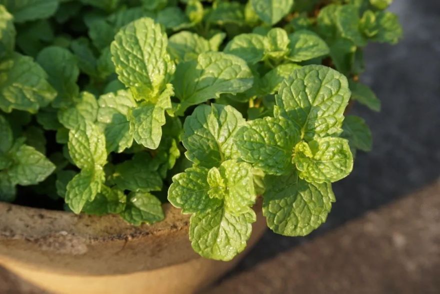 疗愈花园丨英国丨Alan Williams 和 Jo Whiley-46