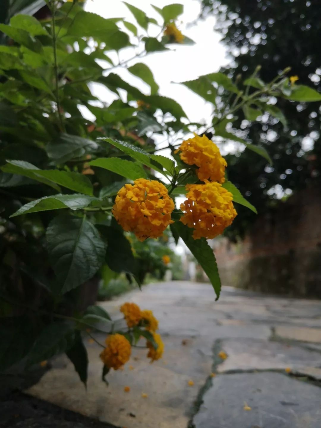 穿过喧嚣 走进时光·来高淳东坝看美丽乡村-46